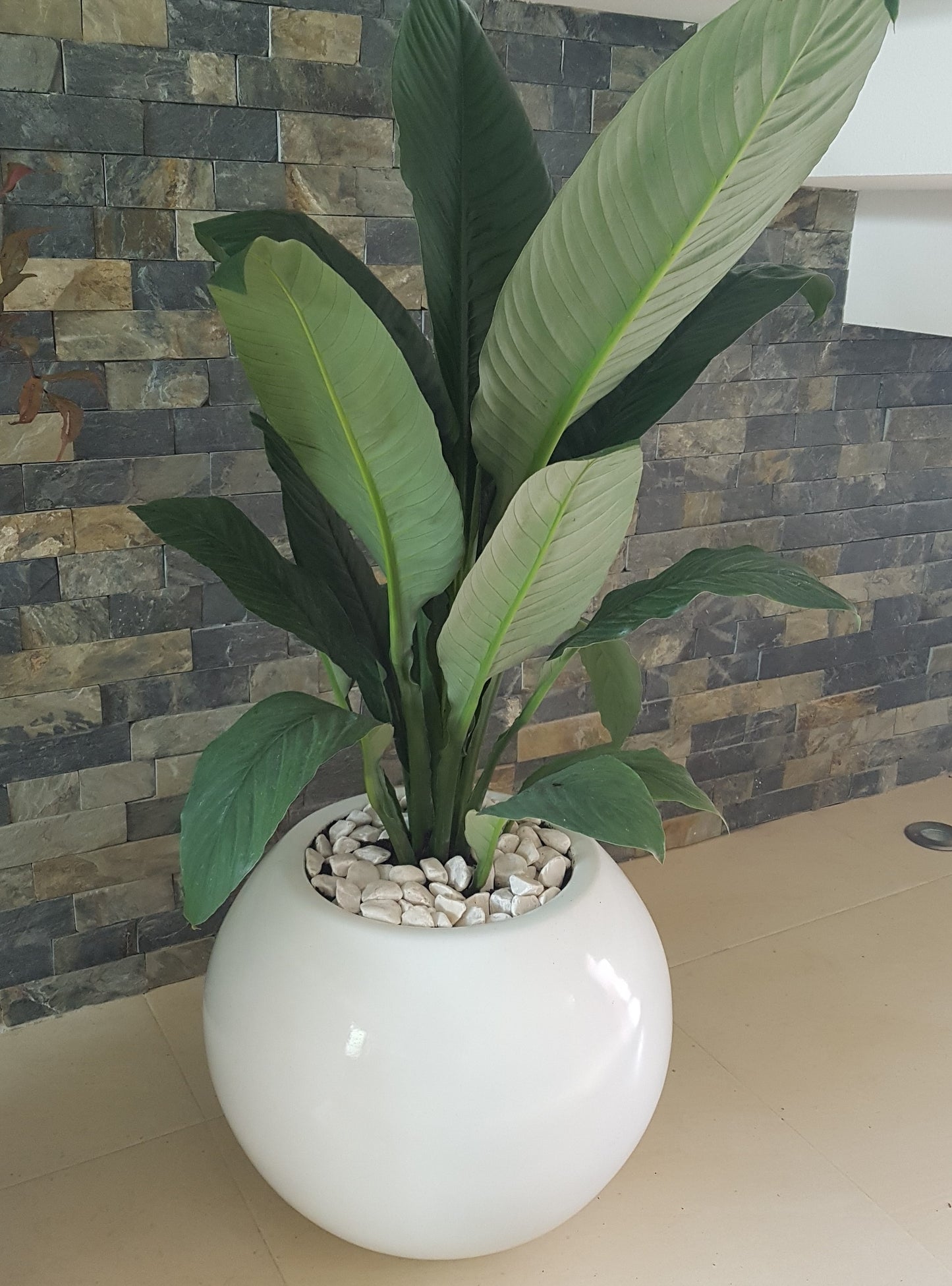 Maceta Burbuja de Fibra de vidrio Macetón Grande tamaños y colores disponibles
