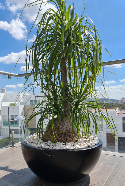 Green Boutique Maceta Decorativa Tipo Plato de Fibra de Vidrio Luna Extra Grande para Exterior Varios Colores