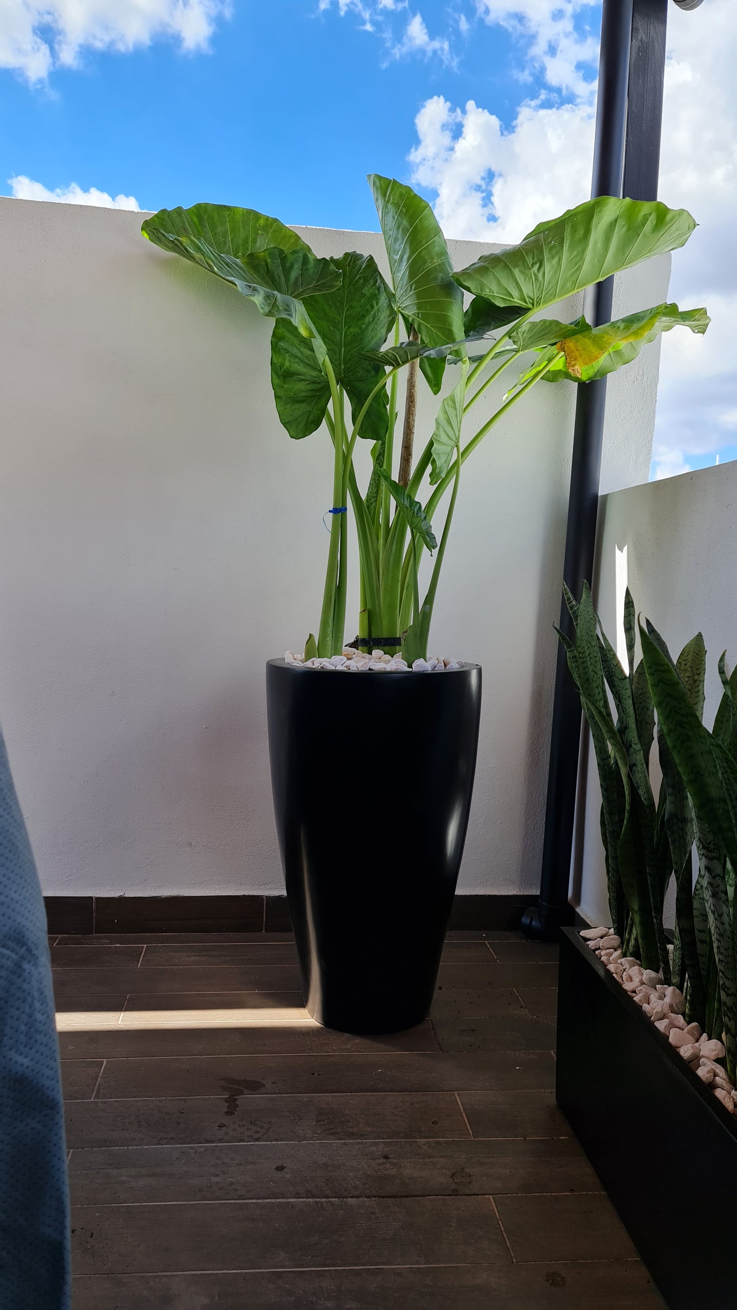 Maceta Decorativa de Fibra de Vidrio Timbal para Interior o Exterior tamaños y colores disponibles