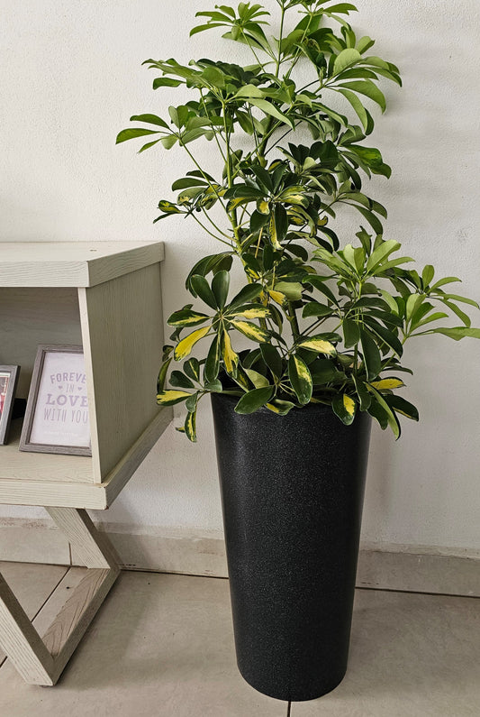 Maceta Minimalista Conica Mediana Resistente Ligera varios colores