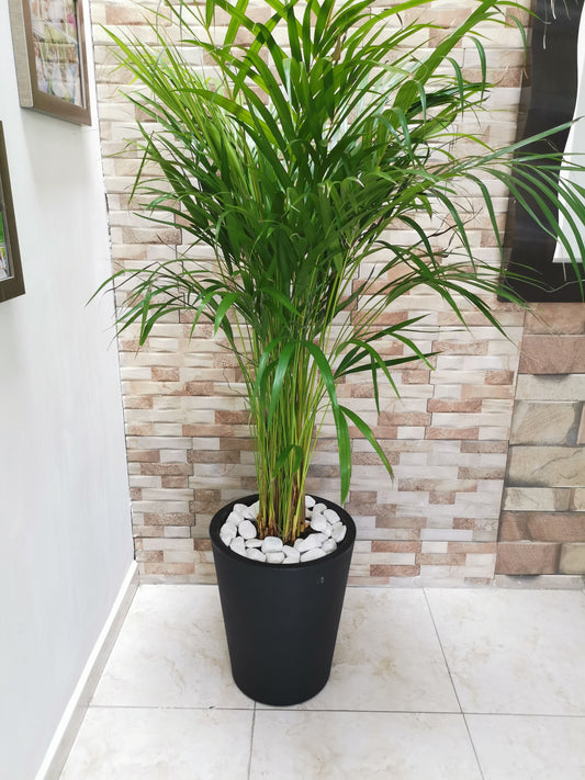 Pack Maceta Minimalista Ch Con Sustrato Tierra Orgánica Pack listo para trasplantar