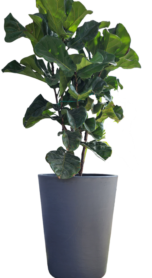 Maceta extragrande para arboles Macetero amplio resistente colores disponibles