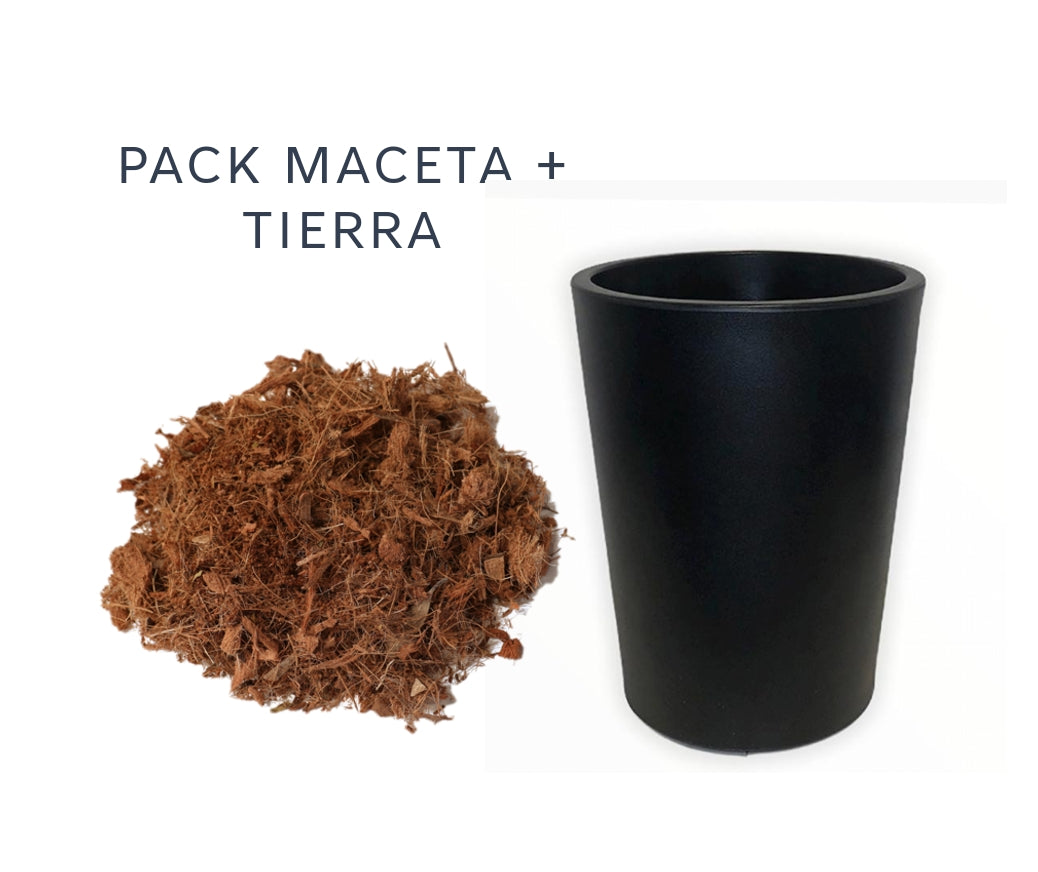 Pack Maceta Minimalista Ch Con Sustrato Tierra Orgánica Pack listo para trasplantar