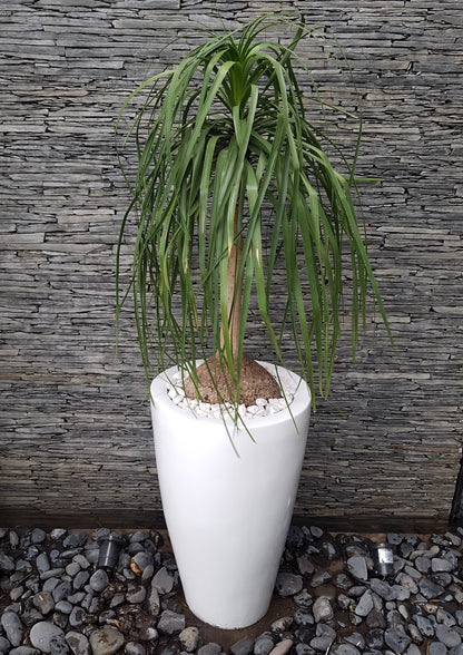 Maceta Decorativa de Fibra de Vidrio Timbal para Interior o Exterior tamaños y colores disponibles
