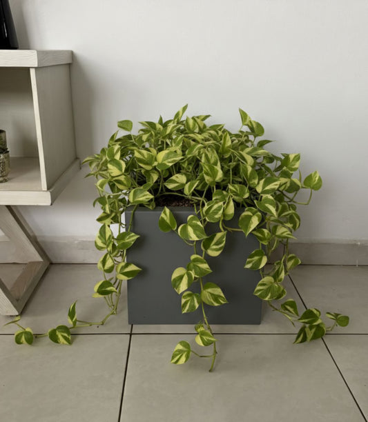 Maceta minimalista cuadrada amplia 40x36 cm resistente colores disponibles.