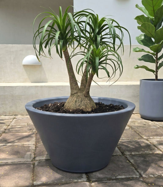 Maceta minimalista 45 cm Amplia Bajita Para Pata Elefante o Suculentas Colores