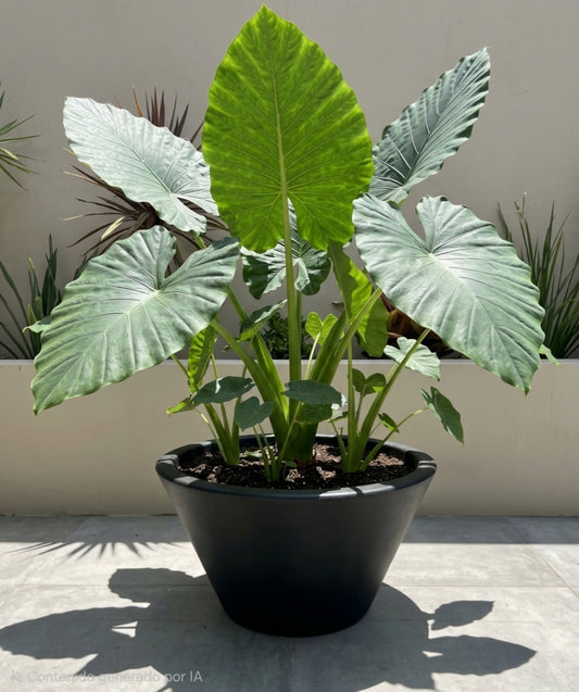 Maceta minimalista 45 cm Amplia Bajita Para Pata Elefante o Suculentas Colores