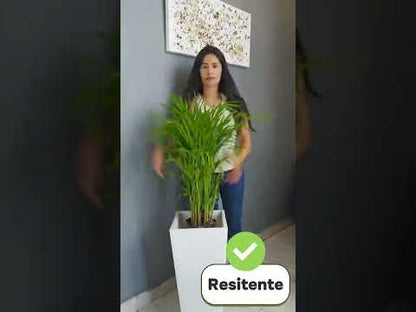 Maceta Obelisco Mediana 60 CM alto Reciclable Resistente y en Varios colores
