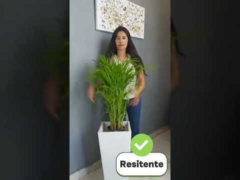 Maceta Obelisco Mediana 60 CM alto Reciclable Resistente y en Varios colores