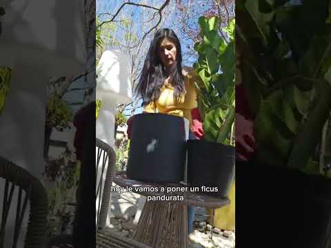 Maceta Minimalista Cilindro Chico 30 cm Resistente Colores Disponibles