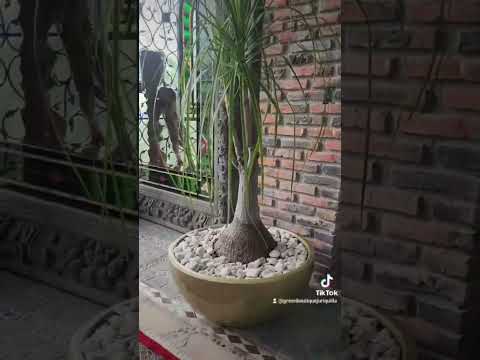 Green Boutique Maceta Decorativa Tipo Plato de Fibra de Vidrio Luna Extra Grande para Exterior Varios Colores